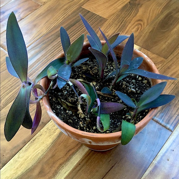 PURPLE HEART - Picture 2 of 3